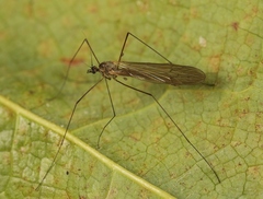 Trichocera saltator