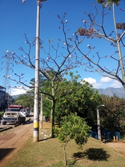 Pseudobombax septenatum