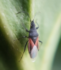 Oxycarenus lavaterae