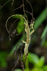 Anolis tolimensis