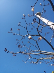 Pseudobombax septenatum