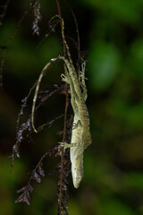 Anolis tolimensis