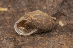Satsuma uncopila