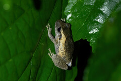 Pristimantis taeniatus