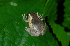 Pristimantis taeniatus