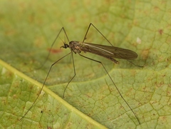 Trichocera saltator