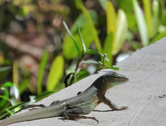 Cnemidophorus murinus