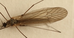 Trichocera saltator