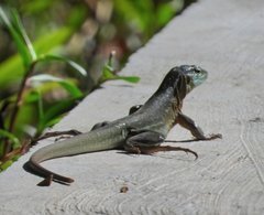 Cnemidophorus murinus