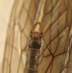Trichocera saltator