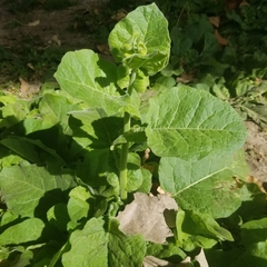 Nicotiana repanda