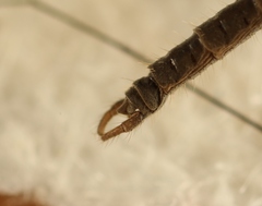 Trichocera saltator