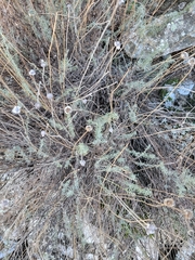 Santolina rosmarinifolia