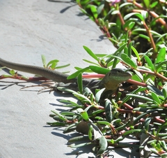 Cnemidophorus murinus