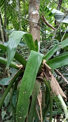 Aechmea mexicana image