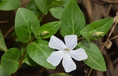 Vinca difformis