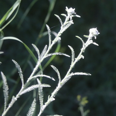 Achillea setacea