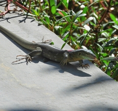 Cnemidophorus murinus