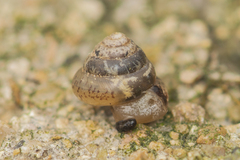 Kaliella