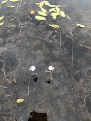 Utricularia purpurea