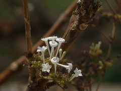 Spermadictyon suaveolens
