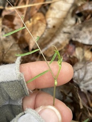 Vicia minutiflora