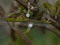 Spermadictyon suaveolens