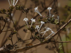 Spermadictyon suaveolens