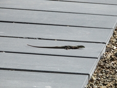 Cnemidophorus murinus