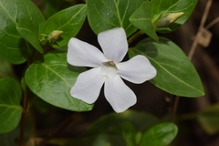 Vinca difformis