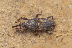 Sitophilus