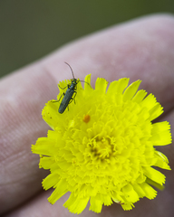Oedemera virescens