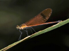 Matronoides cyaneipennis