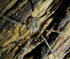 Opilio saxatilis