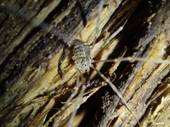 Opilio saxatilis