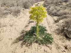 Ferula