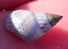Echinolittorina ziczac