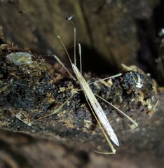 Neides tipularius