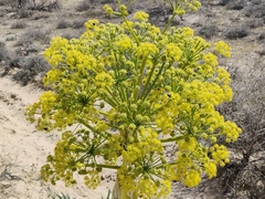 Ferula