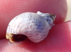Echinolittorina ziczac
