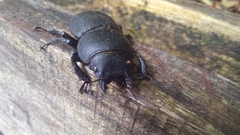 Apterodorcus bacchus