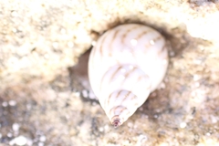 Echinolittorina ziczac