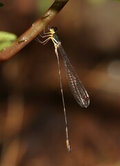 Drepanosticta actaeon