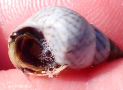 Echinolittorina ziczac