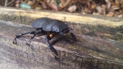 Apterodorcus bacchus