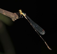 Drepanosticta actaeon