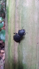 Apterodorcus bacchus