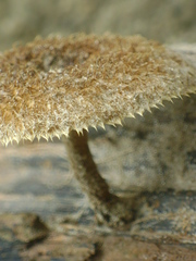 Lentinus crinitus image