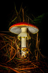 Amanita inzengae