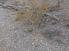 Frasera albomarginata